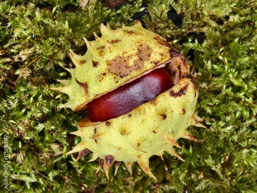 Chestnut in its spiny shell, a fruit of autumn nature