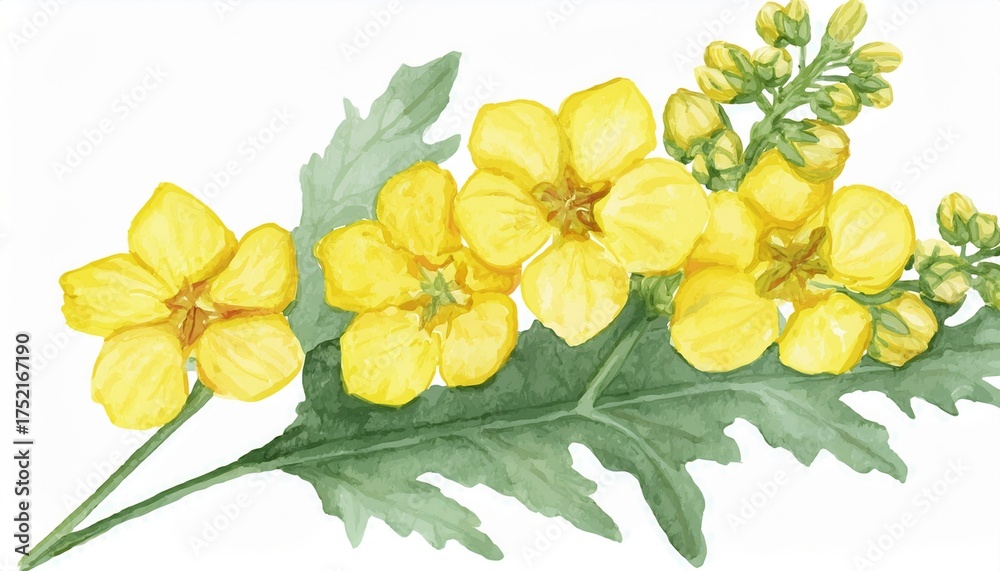 Naklejka premium watercolor verbascum flower on white background
