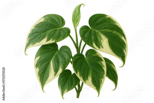 Variegated philodendron houseplant with heart-shaped leaves, showing green and cream foliage, transparent background