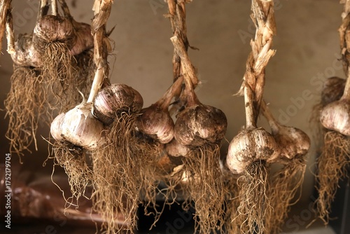 fresh garlic harvest drying on a rope