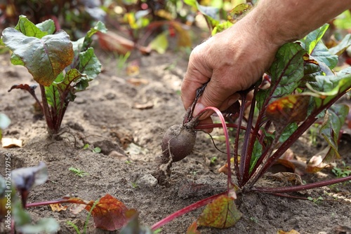A man harvests beets from a garden bed