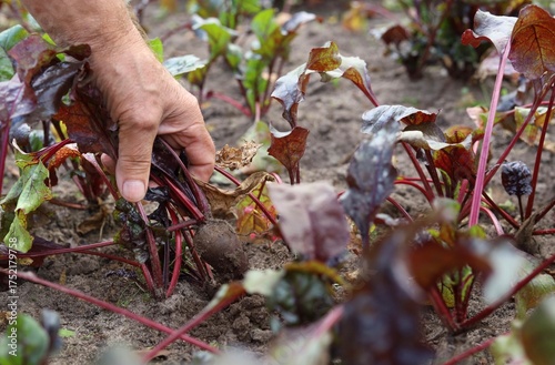 A man harvests beets from a garden bed