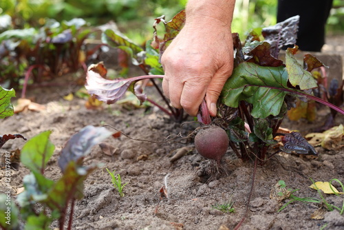 A man harvests beets from a garden bed