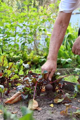 A man harvests beets from a garden bed