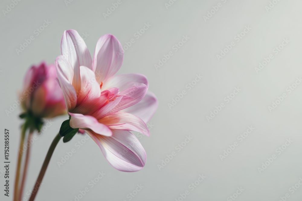 Fototapeta premium pink blooming flower on delicate stem in soft light close-up petals with gentle gradient suitable for florals nature and beauty branding