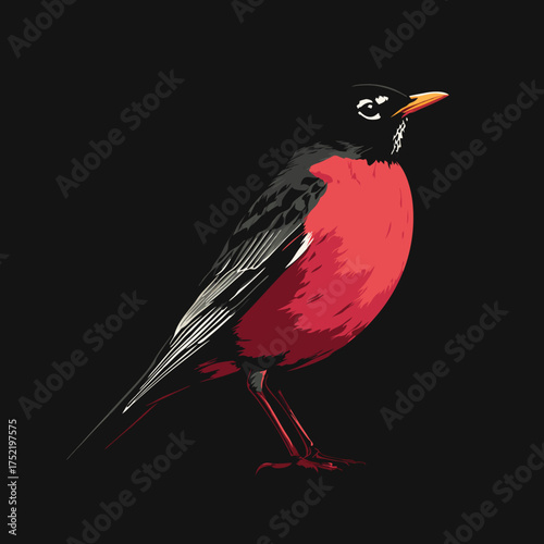 American Robin perched on black background