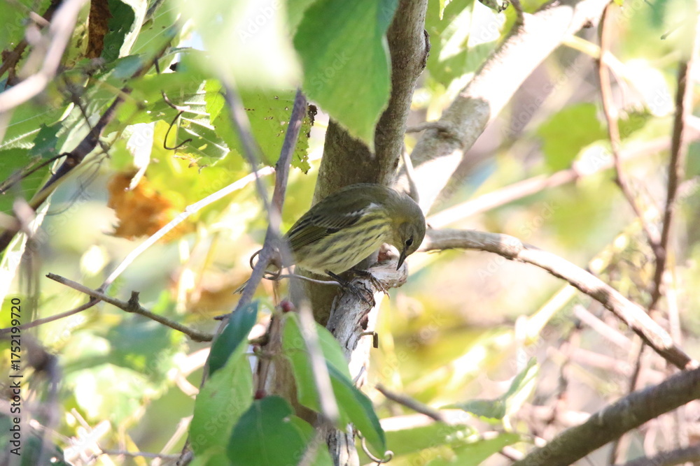 Obraz premium yellow rumped warbler bird in a tree 