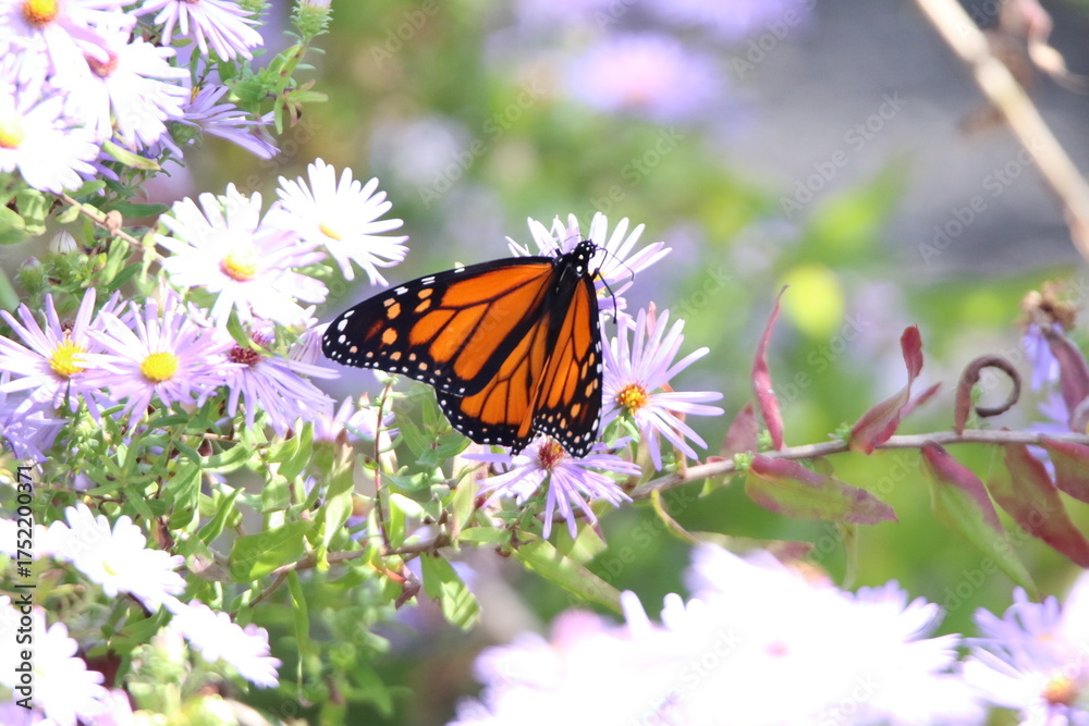 Obraz premium monarch butterfly feeding on colorful flowers 