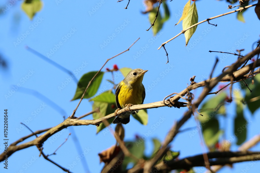 Fototapeta premium magnolia warbler bird in a tree 