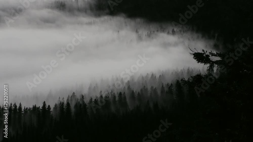 panorama of a foggy winter forest time lapse