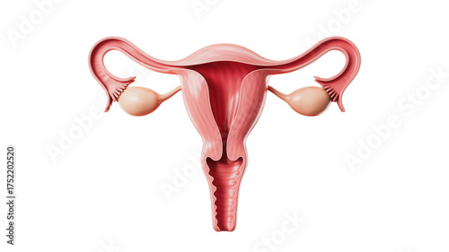 Anatomical view of the uterus and ovaries offering a detailed illustration suitable for medical education, reproductive health awareness, and scientific research.