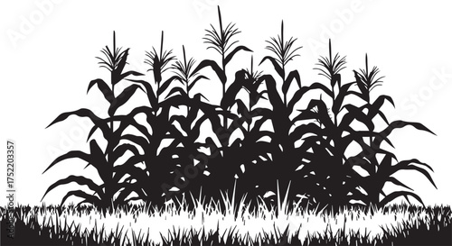 Black and white silhouette of corn stalks growing in a field isolated on transparent background
