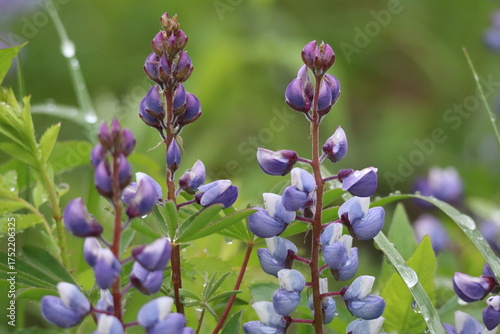 Purple lupine in the forrest 