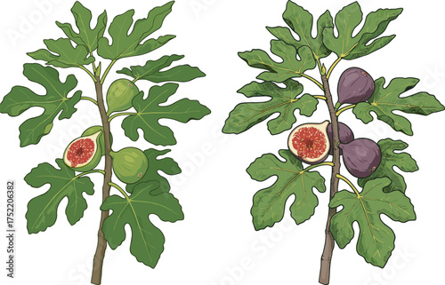 Cartoon fig tree comparison with ripe fruit, leafy branches, sliced figs, growth stages, nature illustration, botanical study, healthy produce, garden freshness