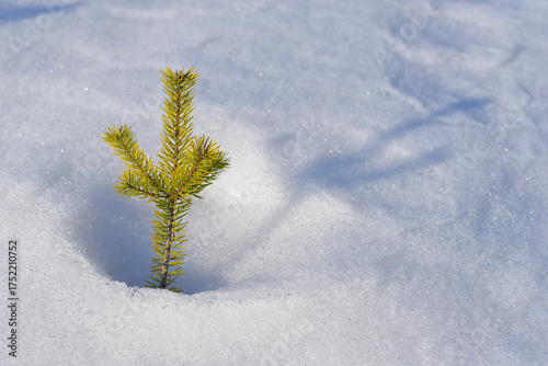 Foto A small green pine sapling emerges from a blanket of white snow