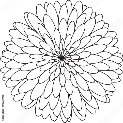 Outline drawing of a dahlia flower head illustration