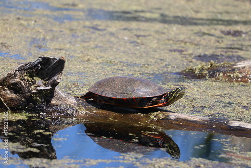 turtle hiding in it's shell in a wetland swamp
