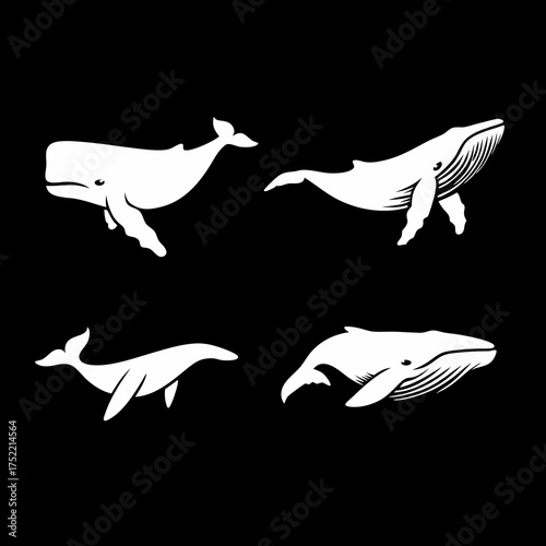 Photography Whales in Black Illustrations Depicting Marine Mammals