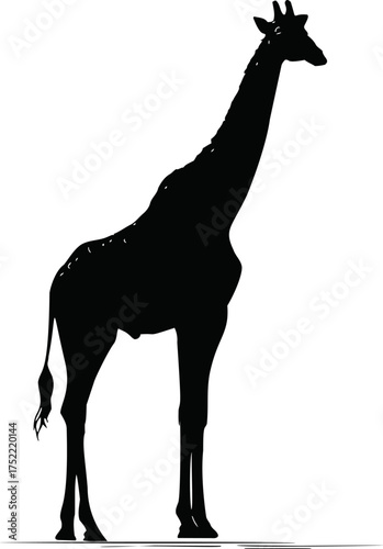 Giraffe silhouette vector, standing pose, black outline on white background — stock vector.
