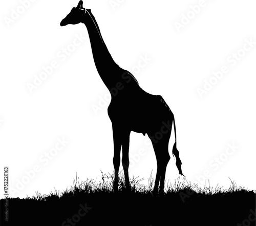 Giraffe silhouette vector standing on grassy ground against white background — stock vector.