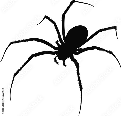Spider silhouette vector, black arachnid with detailed legs on white background — stock vector.