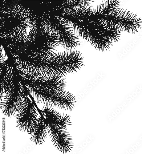 Pine tree branches silhouette vector, detailed black conifer needles on white background — stock vector.