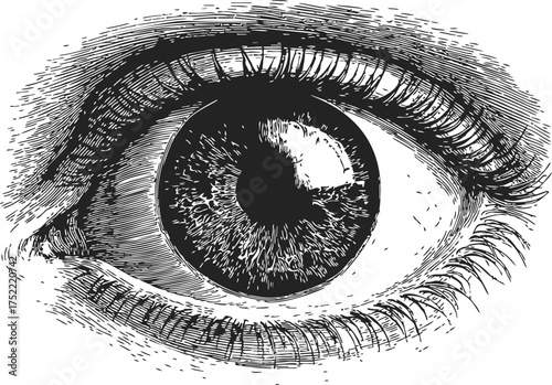 Eye sketch hand drawn detailed human eye with eyelashes and iris — stock vector
