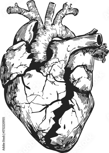Anatomical heart sketch illustration, hand drawn line art with detailed vessels and chambers — stock vector