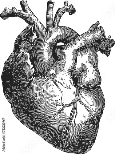 Anatomical heart sketch, hand drawn vintage style with detailed veins and arteries — stock vector