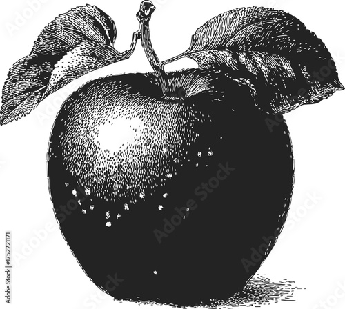 Apple sketch hand drawn with leaves detailed botanical fruit illustration — stock vector