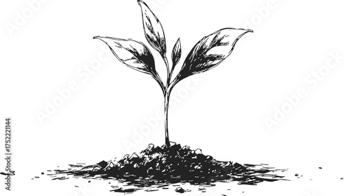 Seedling sketch hand drawn style with soil and three leaves — stock vector