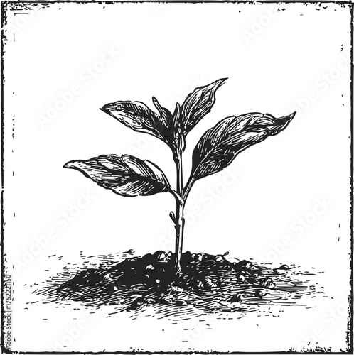 Seedling sketch hand drawn young plant with leaves in soil — stock vector