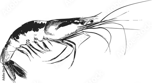 Shrimp sketch hand drawn black and white seafood illustration — stock vector