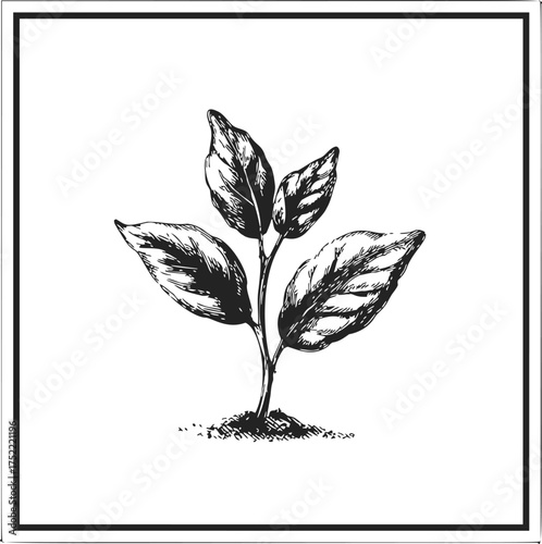 Plant sketch hand drawn botanical illustration with detailed leaves in black and white — stock vector
