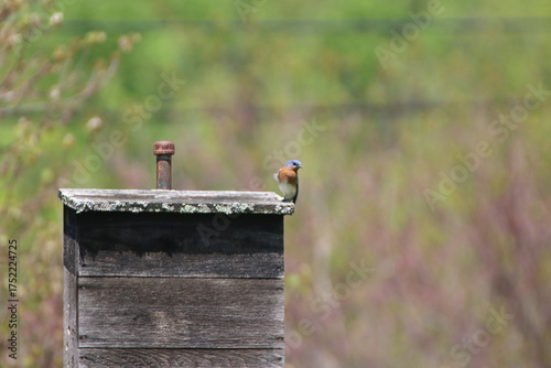 eastern bluebird perched on a nesting box