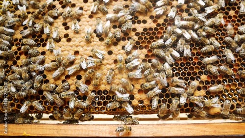 Wallpaper Mural Many bees crawl on a honey frame inside the beehive in the apiary, collecting and sealing fresh golden honey. Beekeeping and honey production concept Torontodigital.ca