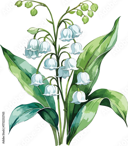 A hand drawn Lily of the Valley flower illustration