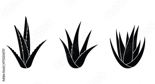 Three aloe vera plants in a simple black and white silhouette style