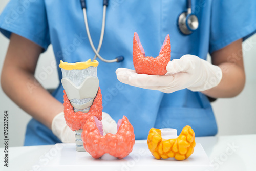Hyperthyroidism, Overactive Thyroid, Thyroid Lymphoma, Asian doctor with thyroid gland human anatomy model in hospital.
