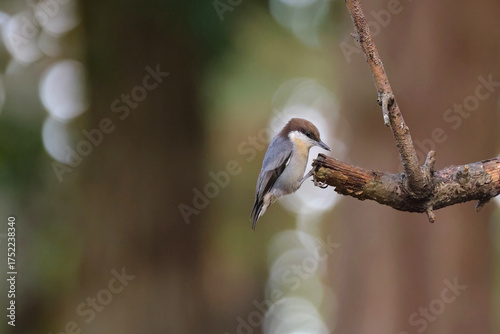 Nuthatch little grey-blue, brown and white bird perched eating insects. 