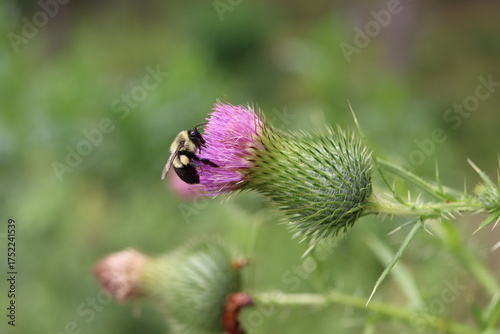A bumble bee on a bull thistle flower