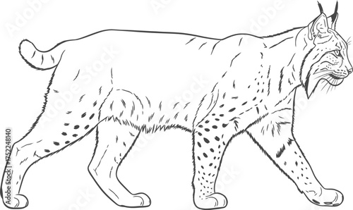 Walking lynx with spotted fur on a white plain background
