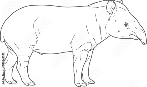 Line Drawing of a Tapir, Wildlife Illustration on White