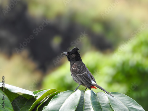 Red-vented Bulbul in the Garden of the Sleeping Giant