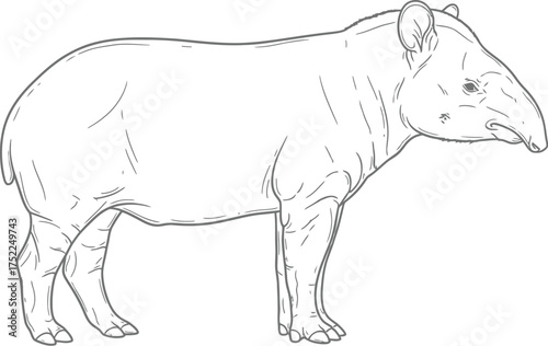 Lineart tapir on a plain background, mammal, animal
