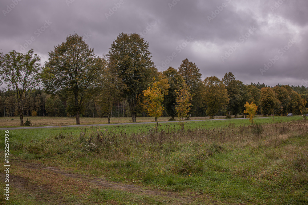 Obraz premium Golden Autumn Trees in Evening Sunlight. Warm golden-hour light illuminates a row of autumn trees, highlighting rich orange and gold tones. The horizontal framing and soft shadows add depth