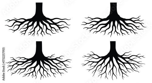 Four images showcasing detailed root systems of plants or trees