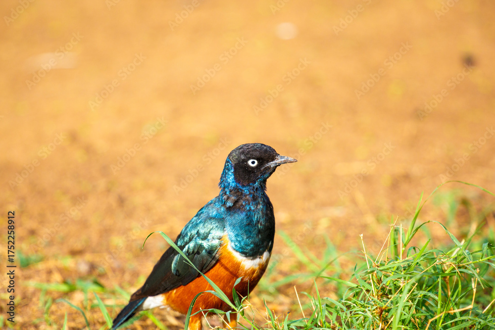 Obraz premium Superb starling on the ground in the savannah