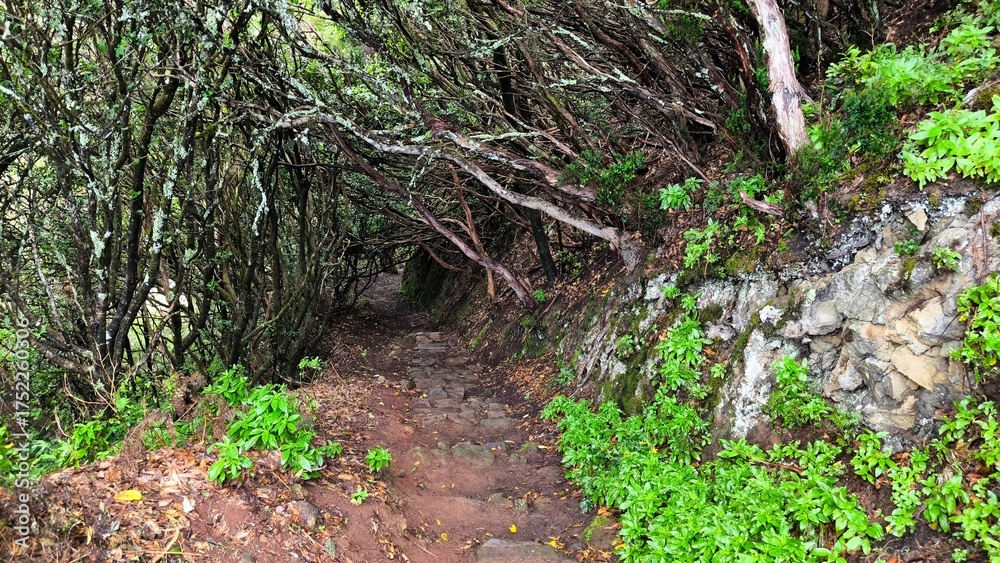 Obraz premium Hiking trail in the laurel forest of Anaga, Tenerife. Narrow path covered by twisted mossy trees and green vegetation, humid subtropical atmosphere typical for the northern Canary Islands.