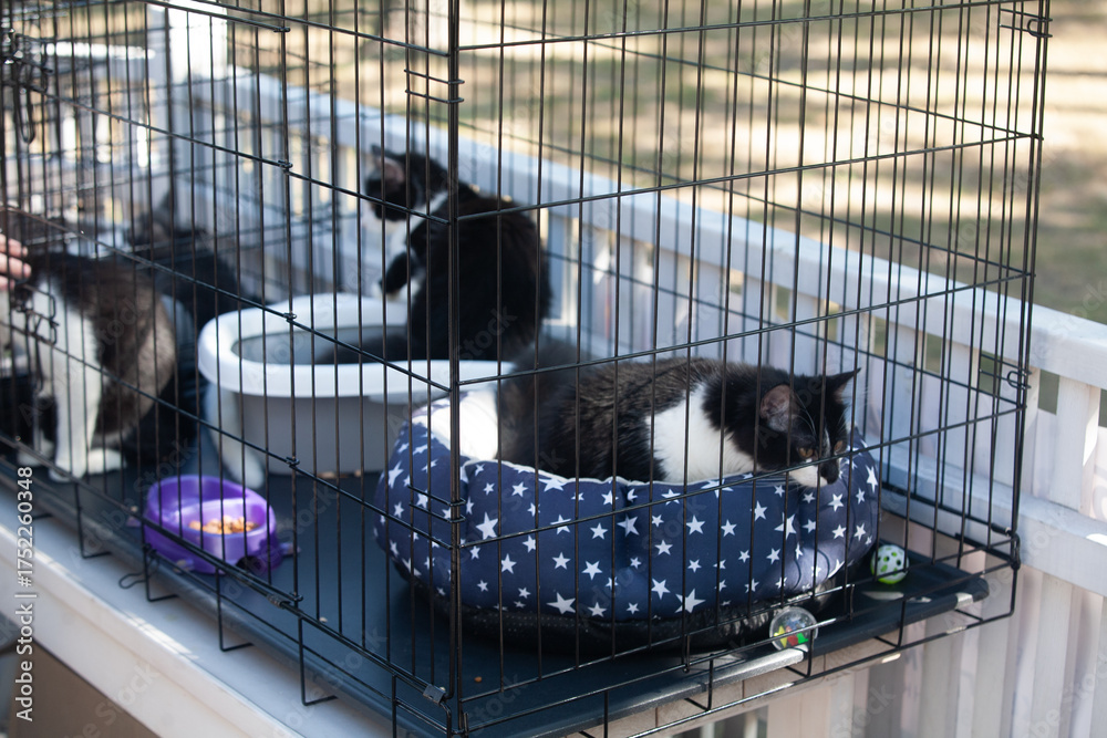 Naklejka premium Cute black-white Cats in Crate